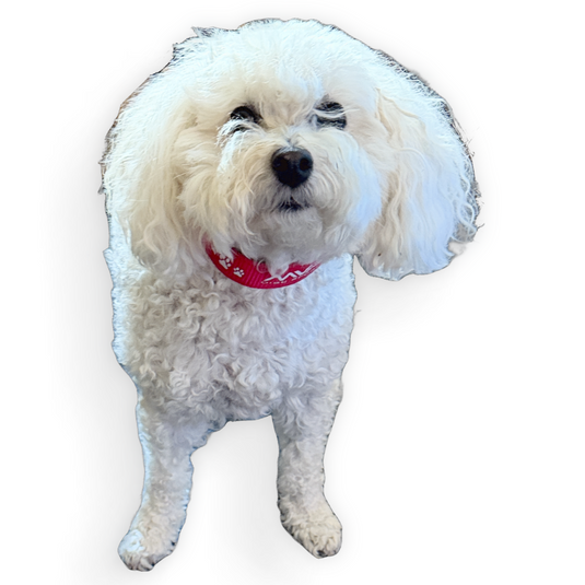 MVP Bar Logo Dog Collar