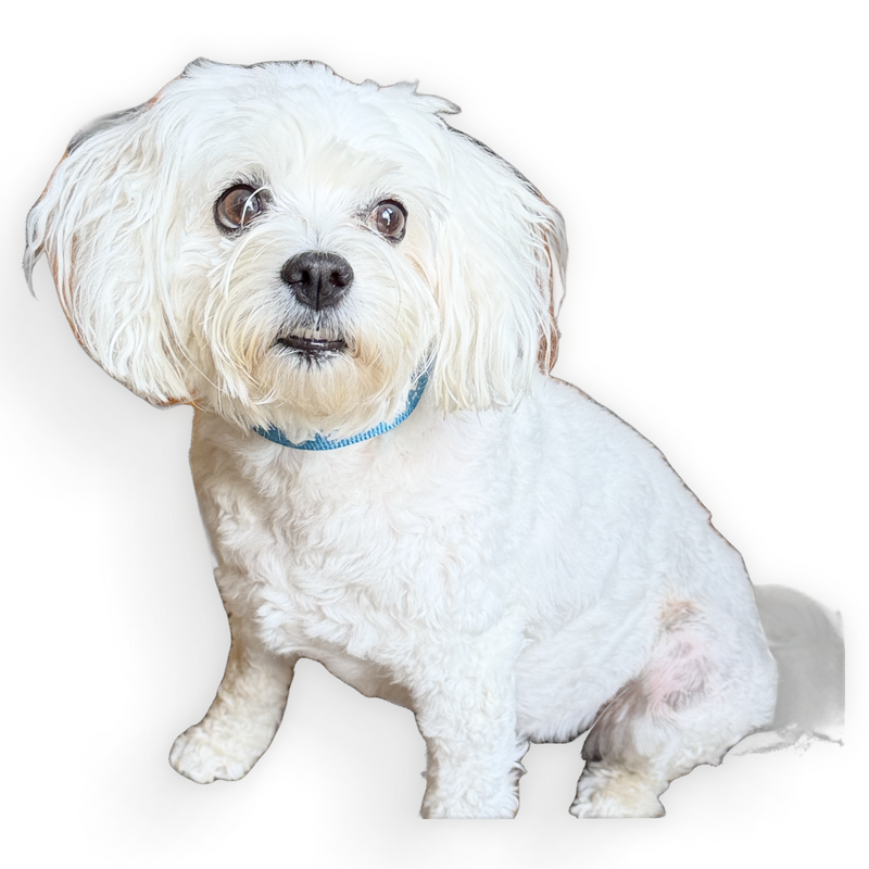 Chargez l'image dans la visionneuse de la galerie, MVP Bar Logo Dog Collar
