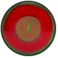 General - Supreme Raptor Eye Sockibomb- 12/4/0/4